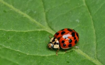 Županijsko natjecanje iz biologije